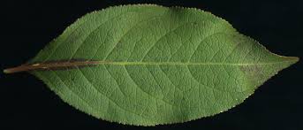 Attēlu rezultāti vaicājumam “Hordelymus europaeus leaf”