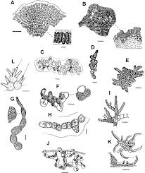 Attēlu rezultāti vaicājumam “Chaetophora pisiformis”