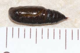 Attēlu rezultāti vaicājumam “Macaria alternata”