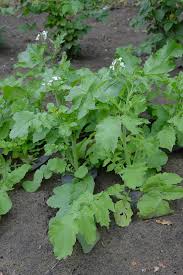 Image result for Raphanus sativus ssp. Oleiformes