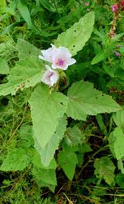 Image result for Althaea officinalis