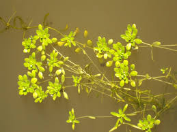 Attēlu rezultāti vaicājumam “Callitriche verna flower”