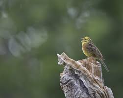 Attēlu rezultāti vaicājumam “Emberiza citrinella adult”