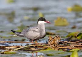 Attēlu rezultāti vaicājumam “Chlidonias hybrida”