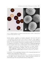 Attēlu rezultāti vaicājumam “Sphacelotheca hydropiperis”