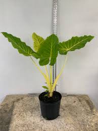 Attēlu rezultāti vaicājumam “Lophozia laxa macro”