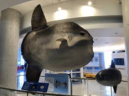 Image result for Mola mola
