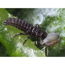 Attēlu rezultāti vaicājumam “Adalia bipunctata imago”