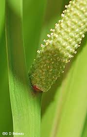 Attēlu rezultāti vaicājumam “Acorus calamus fruit”