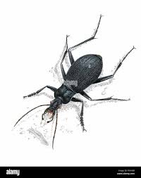 Attēlu rezultāti vaicājumam “Carabus arcensis”