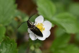 Attēlu rezultāti vaicājumam “Ctenicera pectinicornis”