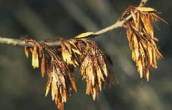 Attēlu rezultāti vaicājumam “Hymenoscyphus fraxineus”