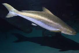 Image result for Rachycentron canadum