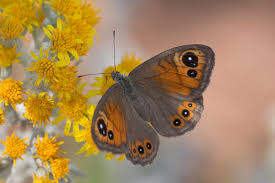 Attēlu rezultāti vaicājumam “Lasiommata maera upperside”