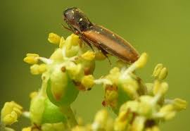 Attēlu rezultāti vaicājumam “Dalopius marginatus”