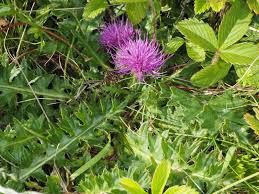 Attēlu rezultāti vaicājumam “Cirsium acaule flower”