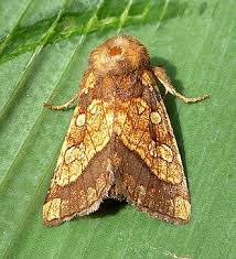 Attēlu rezultāti vaicājumam “Gortyna flavago”