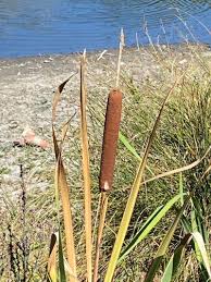 Attēlu rezultāti vaicājumam “Typha angustifolia  leaf”