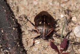 Attēlu rezultāti vaicājumam “Jalla dumosa imago”