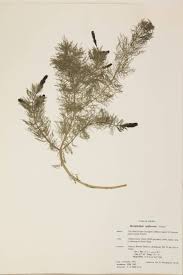 Attēlu rezultāti vaicājumam “Haloragaceae”