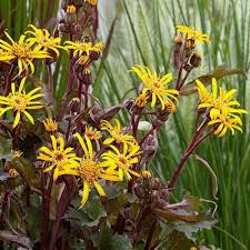 Attēlu rezultāti vaicājumam “Reticularia lobata young”