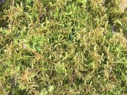 Attēlu rezultāti vaicājumam “Rhytidiadelphus subpinnatus”