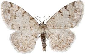 Attēlu rezultāti vaicājumam “Aethalura punctulata”