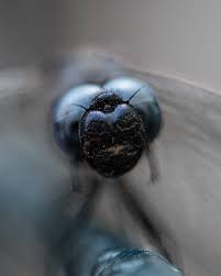 Attēlu rezultāti vaicājumam “Libellula fulva male”