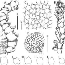 Attēlu rezultāti vaicājumam “Lophozia incisa”