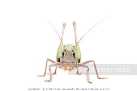 Attēlu rezultāti vaicājumam “Decticus verrucivorus”