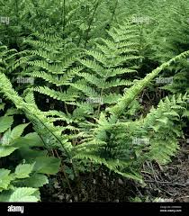 Attēlu rezultāti vaicājumam “Dryopteris dilatata”
