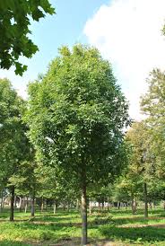 Attēlu rezultāti vaicājumam “Fraxinus”