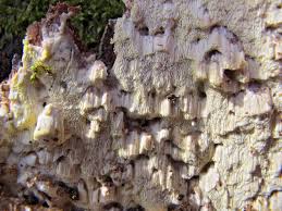 Attēlu rezultāti vaicājumam “Antrodia xantha”