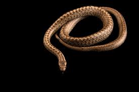 Attēlu rezultāti vaicājumam “Coronella austriaca”