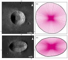 Attēlu rezultāti vaicājumam “Craterium minutum cf. var. brunneum macro”
