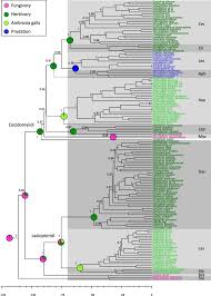 Attēlu rezultāti vaicājumam “Rabdophaga heterobia”