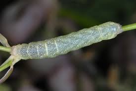 Attēlu rezultāti vaicājumam “Hadena rivularis”