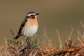 Attēlu rezultāti vaicājumam “Saxicola rubetra”