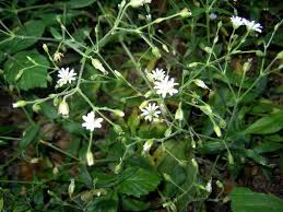 Attēlu rezultāti vaicājumam “Cerastium sylvaticum”