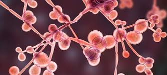 Attēlu rezultāti vaicājumam “fungi”