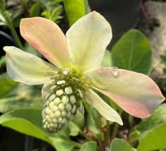 Attēlu rezultāti vaicājumam “Hippophae rhamnoides male flower”