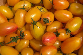 Afbeeldingsresultaat voor blushing yellow tomato