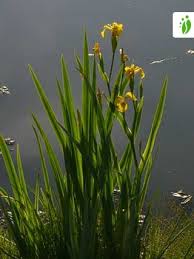 Attēlu rezultāti vaicājumam “Iris pseudacorus fruit”
