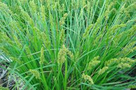 Attēlu rezultāti vaicājumam “Carex loliacea fruit”