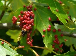 Attēlu rezultāti vaicājumam “Vasates quadripedes”