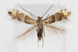 Attēlu rezultāti vaicājumam “Phyllonorycter sp.”