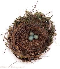 Attēlu rezultāti vaicājumam “Turdus merula eggs”