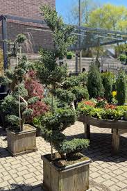 Attēlu rezultāti vaicājumam “Juniperus chinensis”