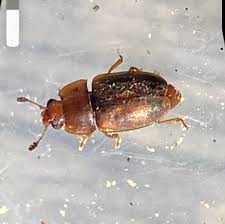 Attēlu rezultāti vaicājumam “Epuraea sp.”