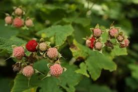 Attēlu rezultāti vaicājumam “Rubus parviflorus fruit”